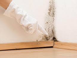 Environmental Consulting for Mold Prevention in Dunkirk, NY